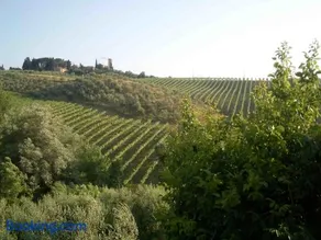 Agriturismo Podere Cappella - Image 5