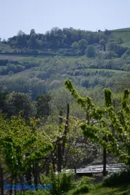 Gite les pins - Image 4