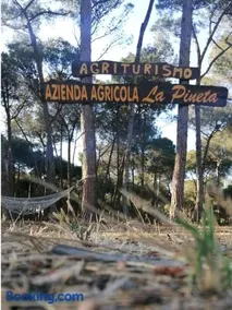 Agricampeggio La Pineta - Image 3