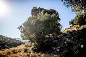 La bergerie de Sant Marti de la Roca - Image 2