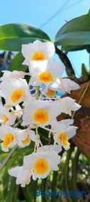 Recanto Dumar - Image 3