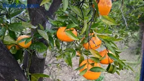 The Olive Tree - Image 4