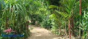 Sinharaja barefoot Backpacker Homestay - Image 2