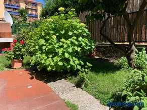 Il giardino dei limoni - Image 2