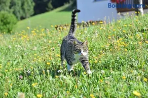 Fuchshof - Image 4