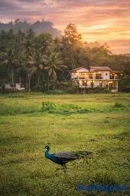 Wildlife Kingdom - Deniyaya Sinharaja - Image 1