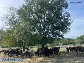 Agrimar - Image 1