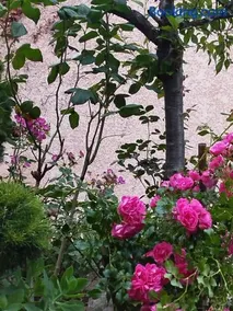 Chez MariLou - Image 4