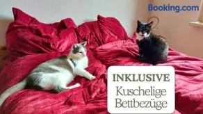 Hundeurlaub - Tiny House im Wald - Image 3