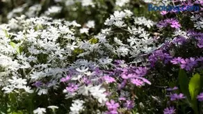 Hourokusha - Vacation STAY 13417 - Image 4
