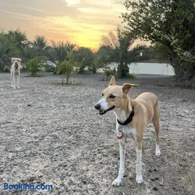 Naseem Farm Escape - dog-friendly camp site - Image 4