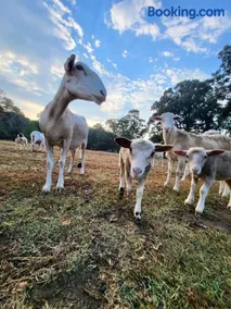 Ol’ Mel’s Farm - Image 4