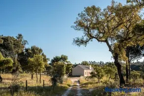 Braciosa - Image 2