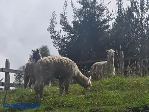 Finca Agroturistica ANGUPACHA - Image 2