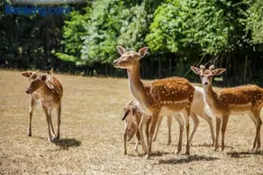 Appartamento adatto alle famiglie con barbecue, sauna e giardino | Vista sul giardino | Accetta animali domestici - Image 3