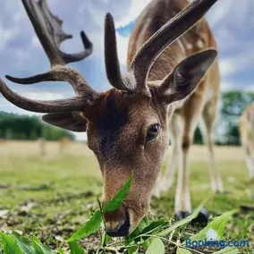 Domek za miastem - agroturystyka Bobrowniki - Image 3