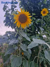 Villa Shpiragu Village Experience - Image 1