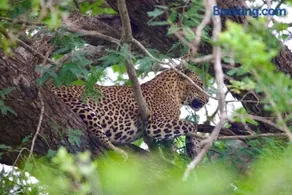 Kingfisher Inn Tissa - Yala Safari Gateway - Image 1