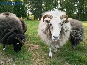 Ferien am Schloss - Wohnung 2 "die Maus", Ferienwohnung am Badesee - Image 2