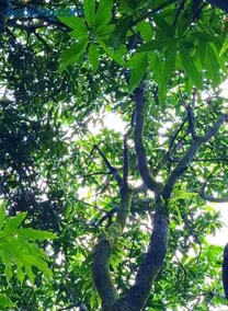 Mangrove Ecostay - Image 5