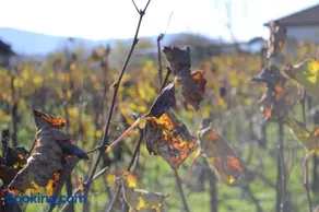 AMPELOPETRA - Slow Country Living - Image 2