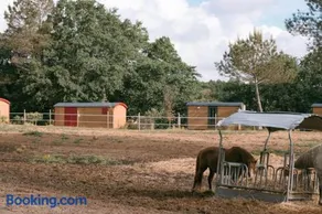 Roulottes cocooning au coeur des Landes - Image 3