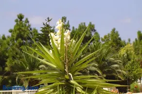 Ikaria village-ground floor apartment No 4 - Image 2