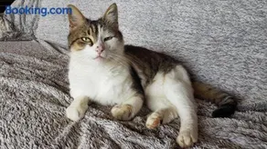 Au Royaume des Chats - Image 2