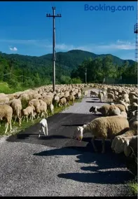 Relax al Torrente delle Prealpi Giulie - Image 4