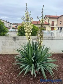 HOME NUOVA OSTIGLIA - Image 3
