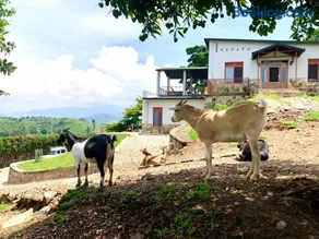 Amazi Land Home and Farm Stay - Image 1