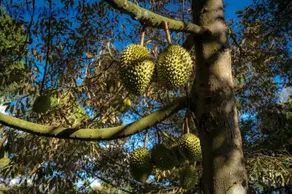 Làng Trường Thọ Farmstay - Image 2