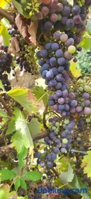 Quinta Dos Kiwis - Image 3