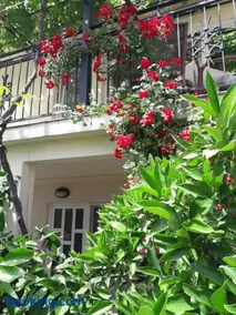 Apartments Petković - Image 2