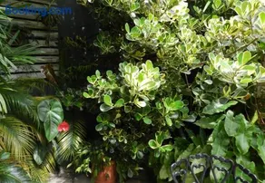 Hospedaria Canto do Vinhedo - Image 5