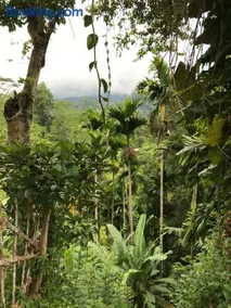 Sinharaja Tranquil Homestay - Image 2