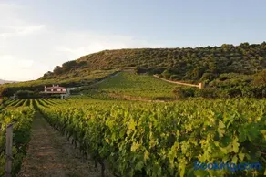 Casa nel vigneto con vista mare - Image 1