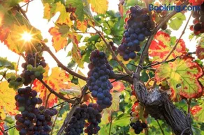 Riesling - helle und großzügige Wohnung mit guter Anbindung - Image 3