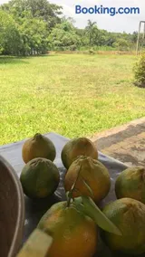 Fazenda na Amazônia diversidade botânica perto da praia - Image 3