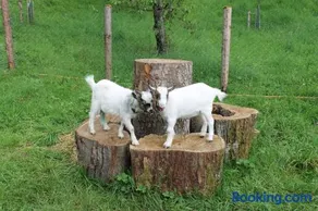 Bauernhof Familie Knoblechner - Image 1
