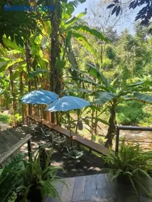 The ForRest Peace Forest แม่กำปอง - Image 5