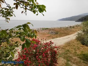 Lemongarden by the sea - Image 2