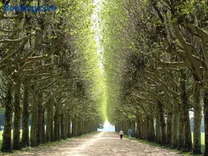 Paris & Versailles at your feet! Shared room in nice house - Image 2
