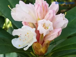 B&B Dersum Dream - Image 2