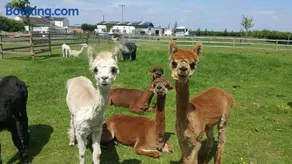 Marshland Alpacas Glamping Lodge - Image 3