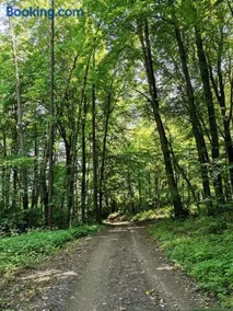 Forest paradise - Image 5