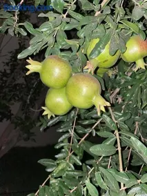 فيلا اورنيلا - Image 5