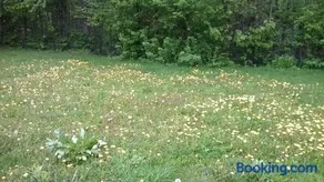 Lycorn - Image 3