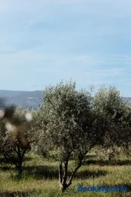 Domaine Lou Amì - Image 4