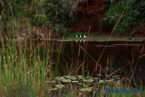 Unique Farm Escape in the Sunshine Coast Hinterland - Image 3